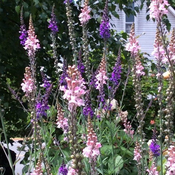 Penstemon Beardtongue (25) Seed, Digitalis foxglove cousin wildflower   USPS tracking