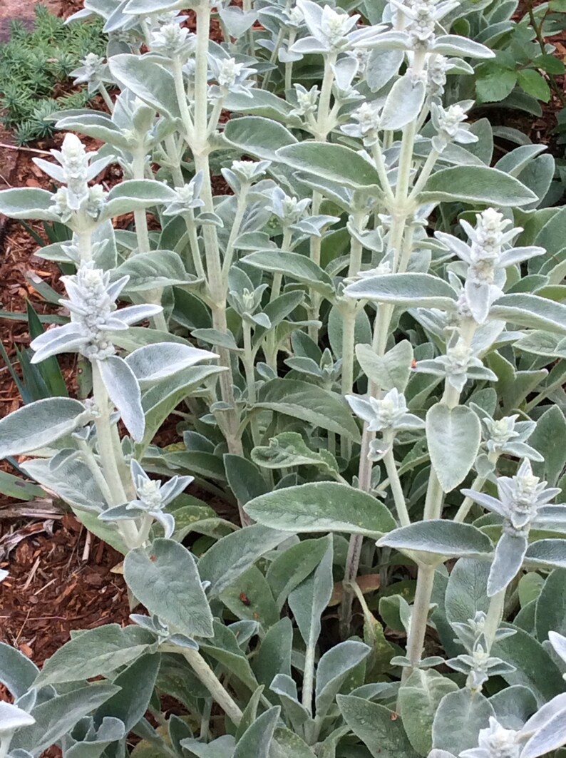 Wooly Lamb's Ear Seeds 50 0.2g Stachys Natural Bandaid Etsy