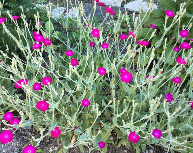 Rose Campion Seeds 250 Silver Pink Perennial FREE Shipping Etsy
