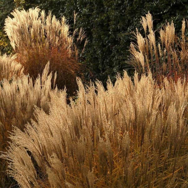 Ornamental PNW Maiden Grass (40) seeds, low maintenance grass FREE shipping