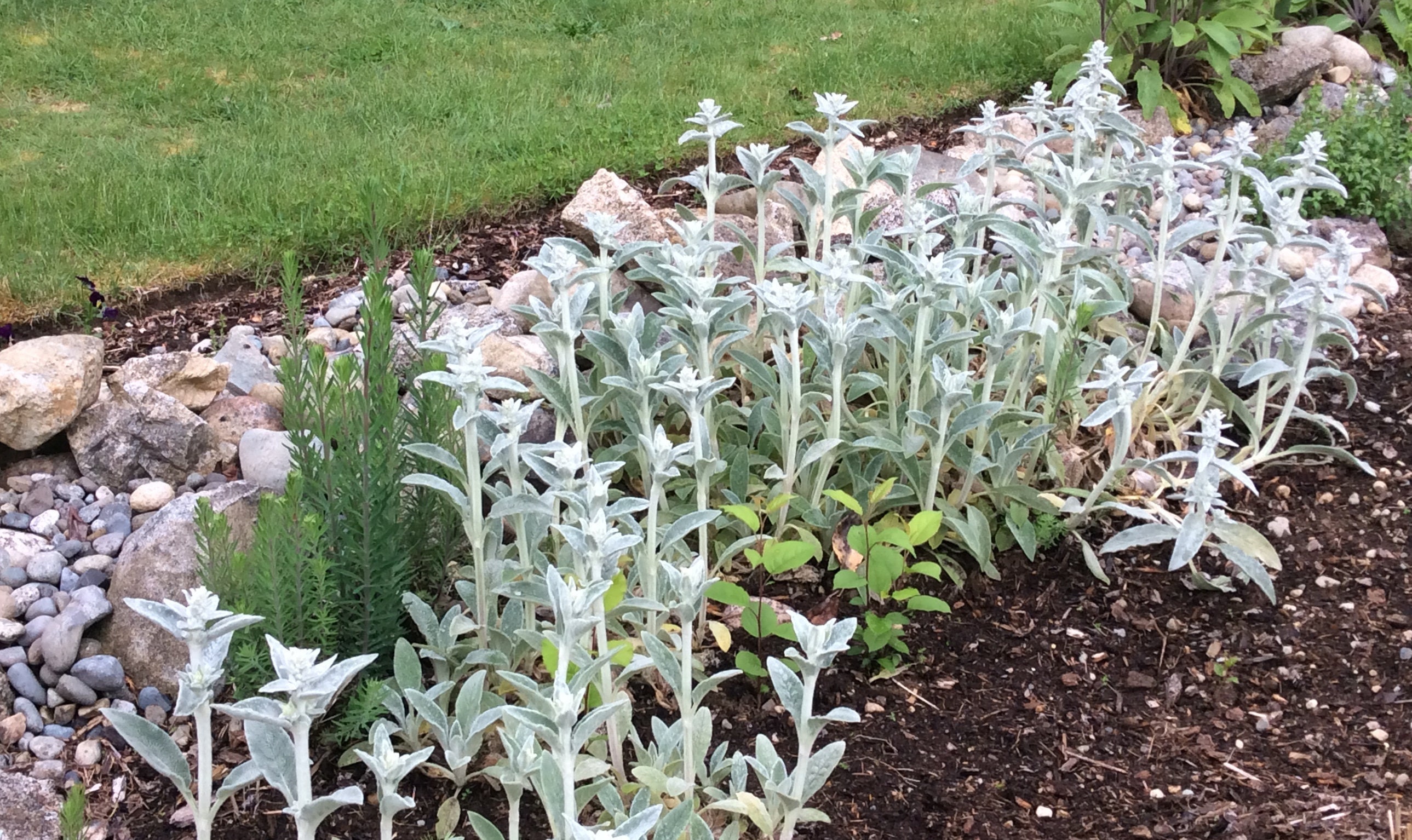Wooly Lamb's Ear Seeds 10 Stachys White Natural Bandaid Etsy