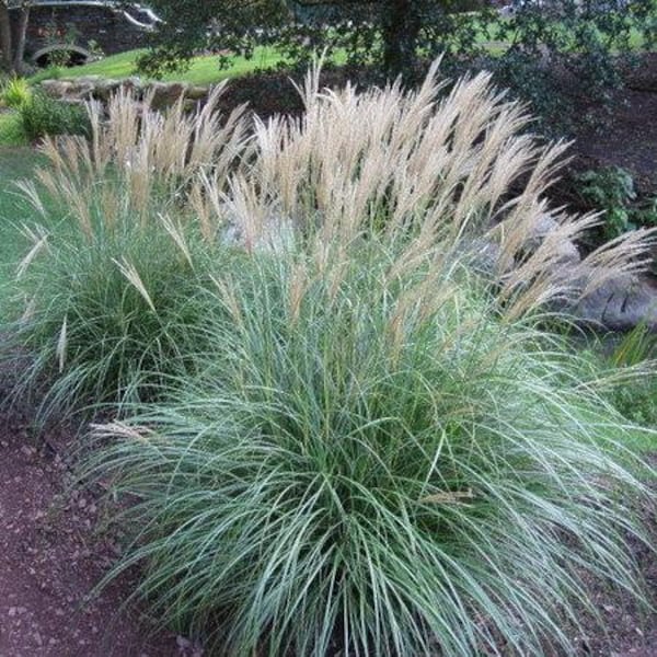 Ornamental PNW Maiden Grass (10) seeds, low maintenance grass FREE shipping