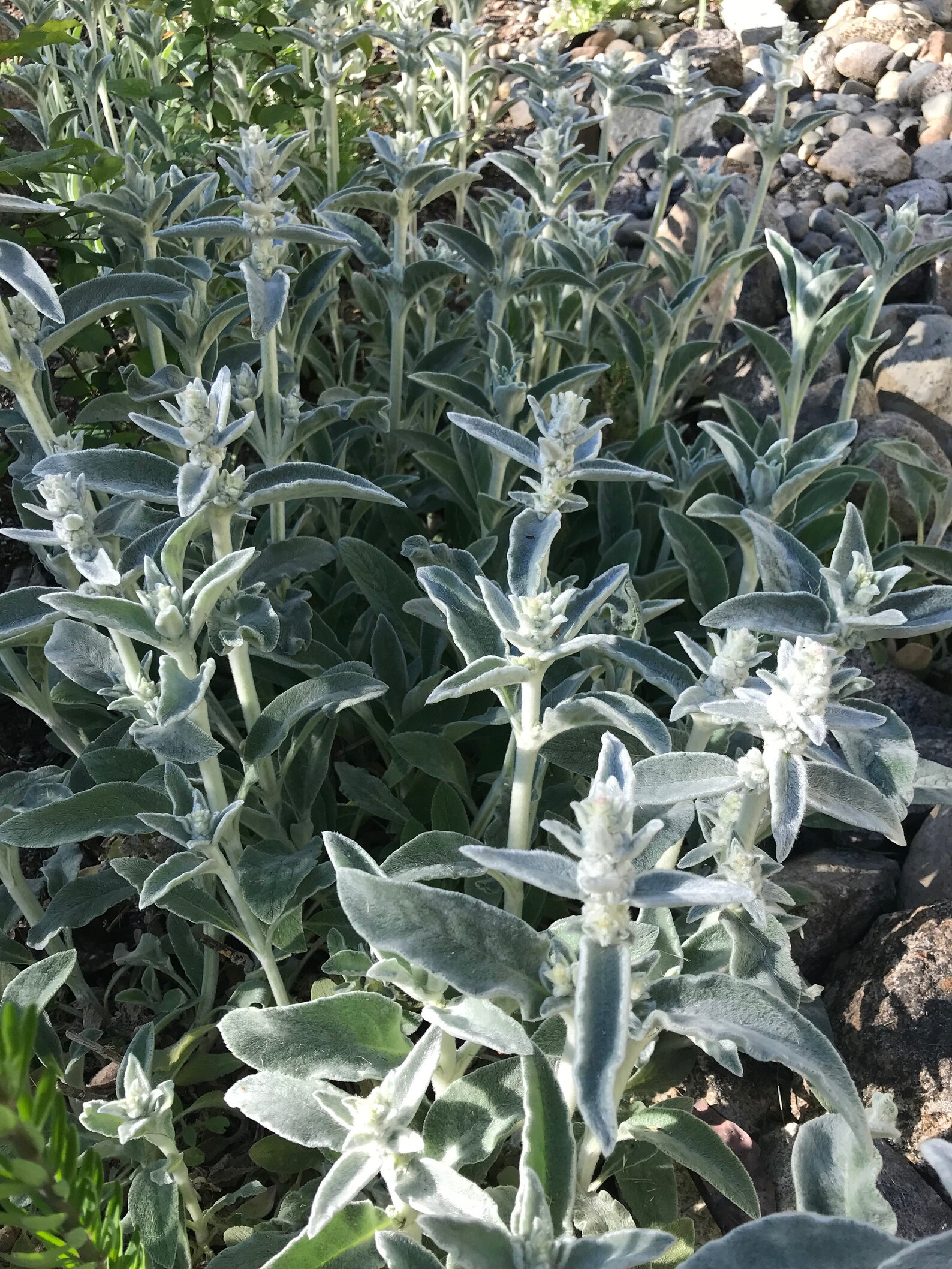 Wooly Lamb's Ear Seeds 25 Stachys Natural Bandaid FREE Etsy