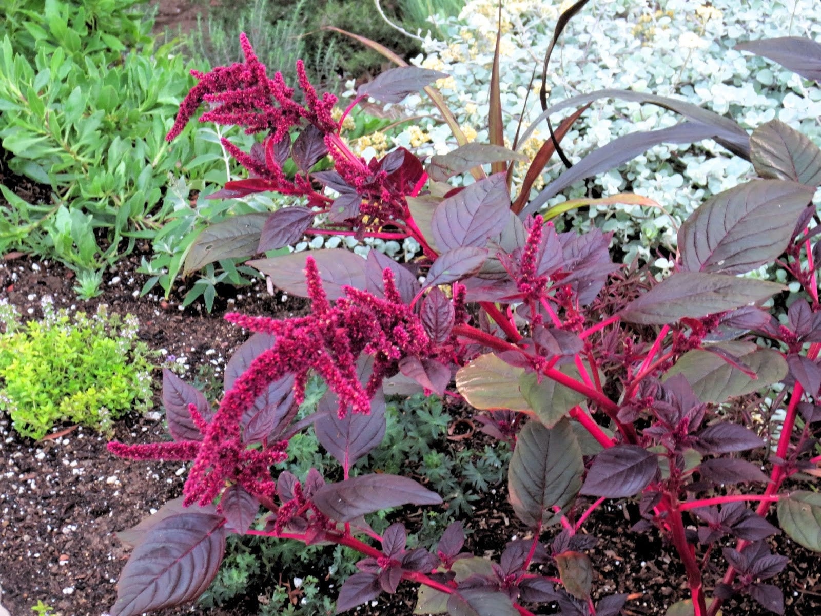 Amaranth Red 50 Seeds Amaranthus Edible FREE SHIPPING Etsy