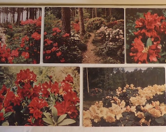 5 cartoline d'epoca del Rhododendron Park di Brema, Germania - 5 cartoline d'epoca di Rhododendron dalla Germania