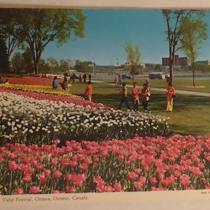 Carte postale vintage Ottawa Ontario Canada Festival des tulipes - Carte postale vintage Ottawa Ontario - Carte postale Ottawa Ontario - Carte postale vintage