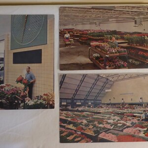 3 cartes postales florales vintage de Hollande - 3 cartes postales hollandaises vintage - 3 cartes postales hollandaises vintage d'Aalsmeer