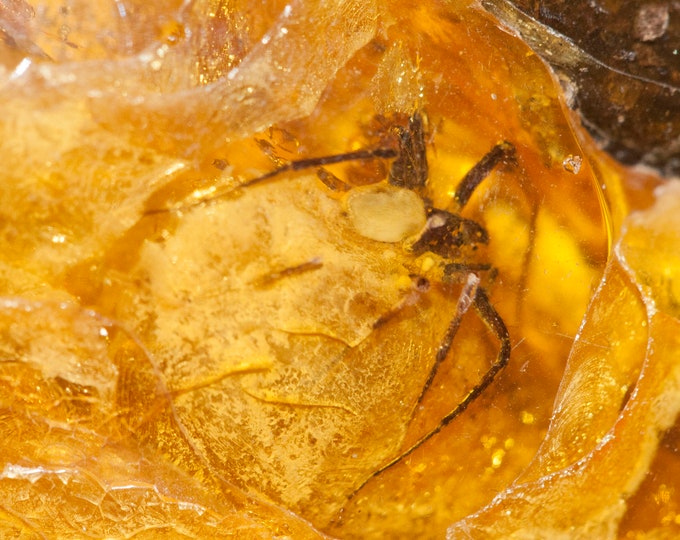 Amber with spider. Natural baltic amber. Loose amber. Big amber piece. Amber nugget. Raw baltic amber beads. Amber with insect.