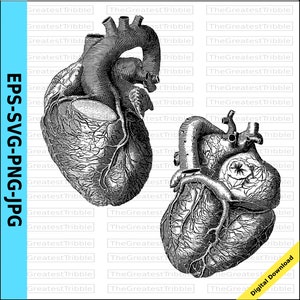 Anatomical Heart Clip Art eps svg png jpg Valentine Heart Anatomical Heart Fron and Back Clip Art Morbid Valentine Anatomy Real Heart