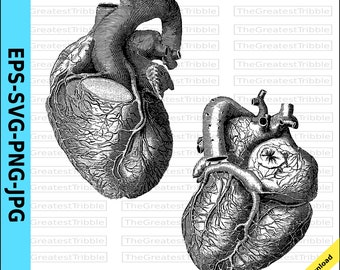 Anatomical Heart Clip Art eps svg png jpg Valentine Heart Anatomical Heart Fron and Back Clip Art Morboso Valentine Anatomy Real Heart