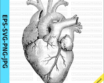 Anatomical Heart Clip Art eps svg png jpg Valentine Heart Digital Anatomical Heart Printable Clip Art Morbid Valentine Anatomy Real Heart