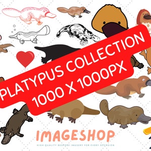 Platypus, native fauna, cute,  Clip Art, Downloadable Digital Images, Printable images, Graphic, Printables, Journals, Scrapbooks, cute
