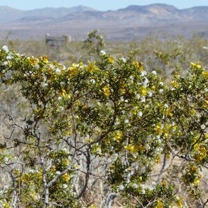 Organic Creosote/Chaparral/Rain In the Desert Soap image 3