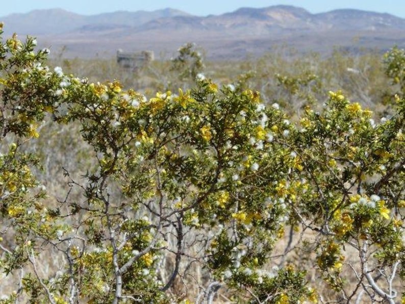 Organic Creosote/Chaparral/Rain In the Desert Soap image 3