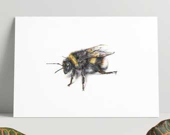 Handgezeichnete Illustration einer Hummel - A4-Druck