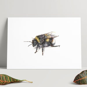May include: A watercolour illustration of a bumblebee, with a black and yellow striped body, wings, and legs. The artwork is on white paper, capturing the bee's texture and form. A botanical art print.