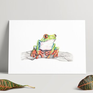 Hand drawn illustration of a green Red Eyed Frog - A4 print