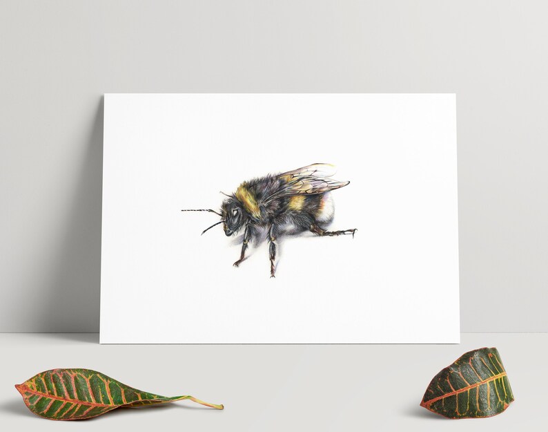 May include: A watercolour illustration of a bumblebee, with a black and yellow striped body, wings, and legs. The artwork is on white paper, capturing the bee's texture and form. A botanical art print.