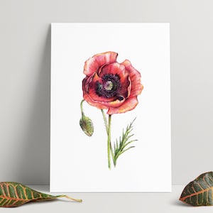 Hand drawn illustration of a poppy - A4 Print