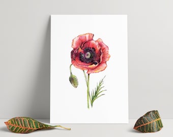 Handgezeichnete Illustration einer Mohnblume - A4-Druck