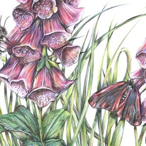 K&ouml;nnte beinhalten: Eine detaillierte Bleistiftzeichnung von rosa Fingerhutblumen mit einer Hummel und einem schwarz-roten Schmetterling. Die Blumen sind von gr&uuml;nem Gras umgeben.