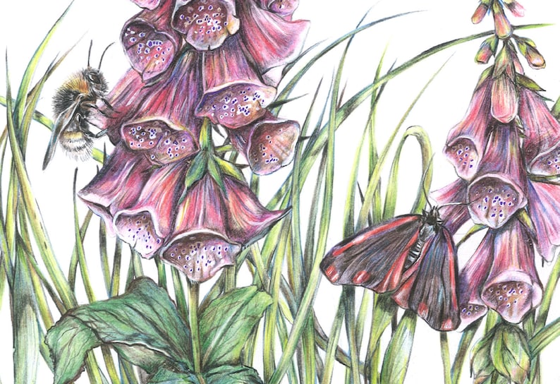 K&ouml;nnte beinhalten: Eine detaillierte Bleistiftzeichnung von rosa Fingerhutblumen mit einer Hummel und einem schwarz-roten Schmetterling. Die Blumen sind von gr&uuml;nem Gras umgeben.