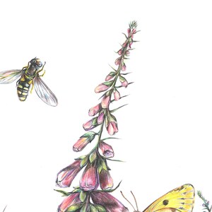 K&ouml;nnte beinhalten: Eine Bleistiftzeichnung einer rosa und gr&uuml;nen Fingerhutblume mit einer gelben und schwarzen Biene und einem gelben Schmetterling.