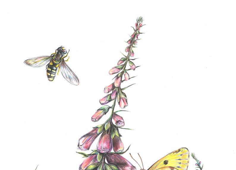 K&ouml;nnte beinhalten: Eine Bleistiftzeichnung einer rosa und gr&uuml;nen Fingerhutblume mit einer gelben und schwarzen Biene und einem gelben Schmetterling.