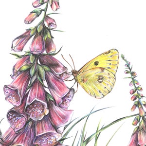 K&ouml;nnte beinhalten: Ein gelber Schmetterling mit schwarzen Flecken sitzt auf einer Gruppe von rosafarbenen Fingerhutblumen. Eine Hummel ist ebenfalls unten im Bild zu sehen.