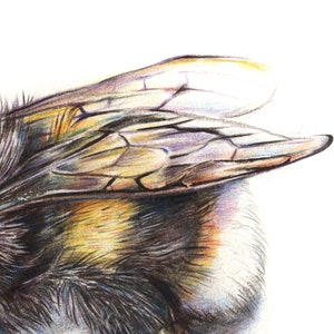 May include: Close-up illustration of a bumblebee, highlighting its detailed features. The image shows the bee's black and yellow body and delicate, translucent wings with intricate vein patterns. The wings have a gradient of colours, including yellow, purple, and brown, against a white background.