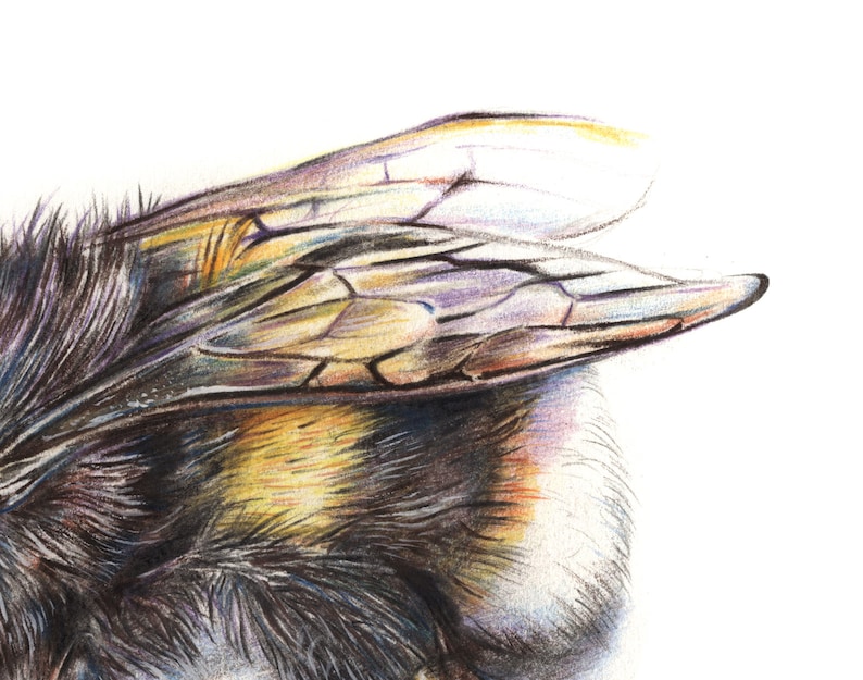 May include: Close-up illustration of a bumblebee, highlighting its detailed features. The image shows the bee's black and yellow body and delicate, translucent wings with intricate vein patterns. The wings have a gradient of colours, including yellow, purple, and brown, against a white background.