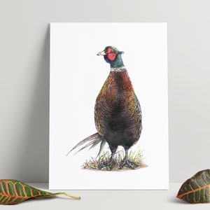 Hand drawn illustration of a pheasant - A4 Print