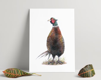 Ilustración dibujada a mano de un faisán - A4 Print