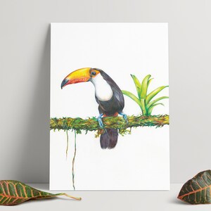 Hand drawn illustration of a Toucan - A4 Print
