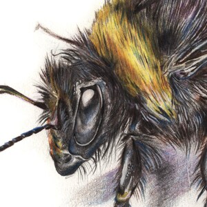 May include: A detailed illustration of a bumblebee, showing its head and thorax in close-up. The bee's body is covered in black and yellow fur. The image highlights the bee's eye, antennae, and legs, showcasing the intricate details. The background is white.