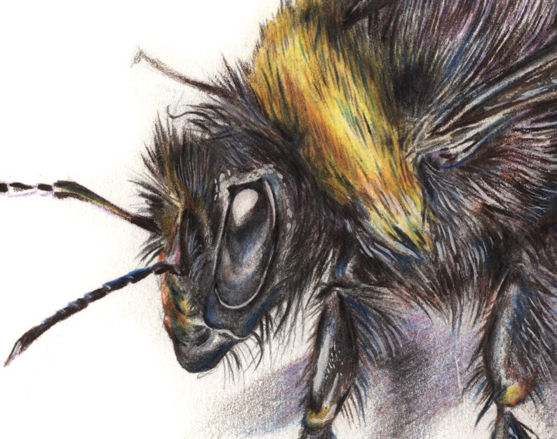 May include: A detailed illustration of a bumblebee, showing its head and thorax in close-up. The bee's body is covered in black and yellow fur. The image highlights the bee's eye, antennae, and legs, showcasing the intricate details. The background is white.