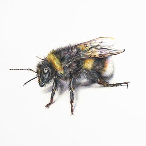 May include: A detailed coloured pencil drawing of a bumblebee. The bee is depicted in a side view, showcasing its black and yellow striped body, translucent wings, and delicate legs. The artwork is set against a plain white background.