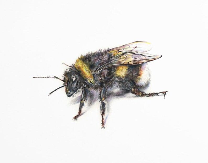 May include: A detailed coloured pencil drawing of a bumblebee. The bee is depicted in a side view, showcasing its black and yellow striped body, translucent wings, and delicate legs. The artwork is set against a plain white background.