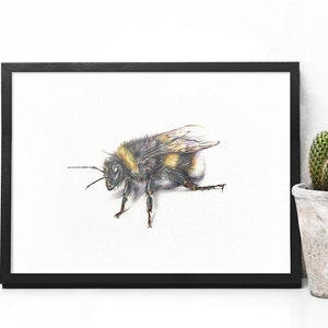 May include: A framed art print showing a detailed illustration of a bumblebee. The bee is rendered in black, yellow, and brown, with its wings slightly open. The artwork is set against a white background, framed in a black frame.