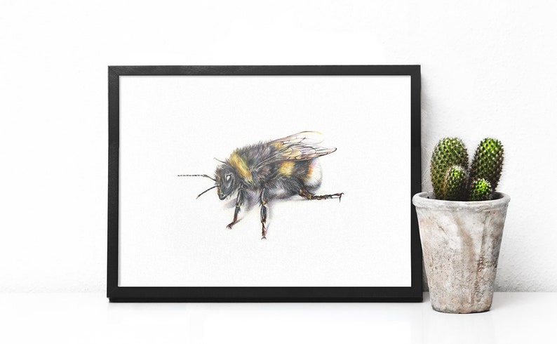 May include: A framed art print showing a detailed illustration of a bumblebee. The bee is rendered in black, yellow, and brown, with its wings slightly open. The artwork is set against a white background, framed in a black frame.