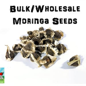 May include: A close-up of a pile of brown moringa seeds on a white surface. The seeds are in their shells and some are cracked open. The text "BULK/WHOLESALE MORINGA SEEDS" is at the top of the image.