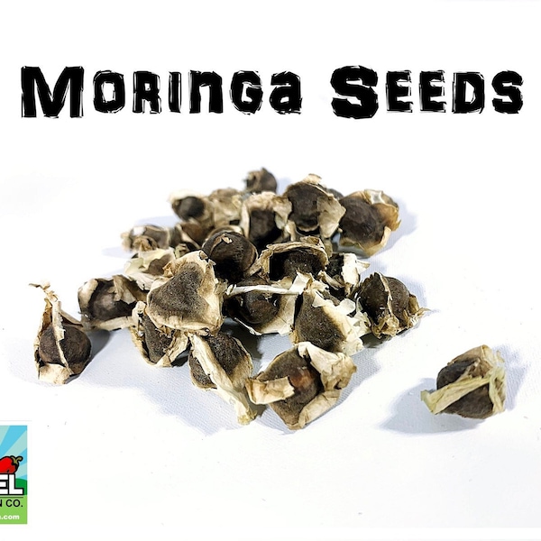 Moringa Oleifera Seeds (Semillas de Moringa) / WT: 1 oz, 3 oz, 5 oz, and 10 oz!