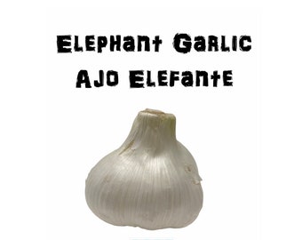Genuine Elephant Garlic 5 Solo Large Bulbs For NEW SEASON/From UK Crop-2"-3" big 
