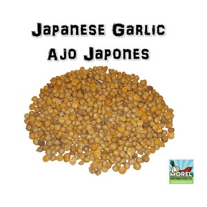Japanese Garlic (Ajo Japones) 1 Lb, 2 Lbs, 5 Lbs, 10 Lbs, & 20 Lbs //100% Natural!//
