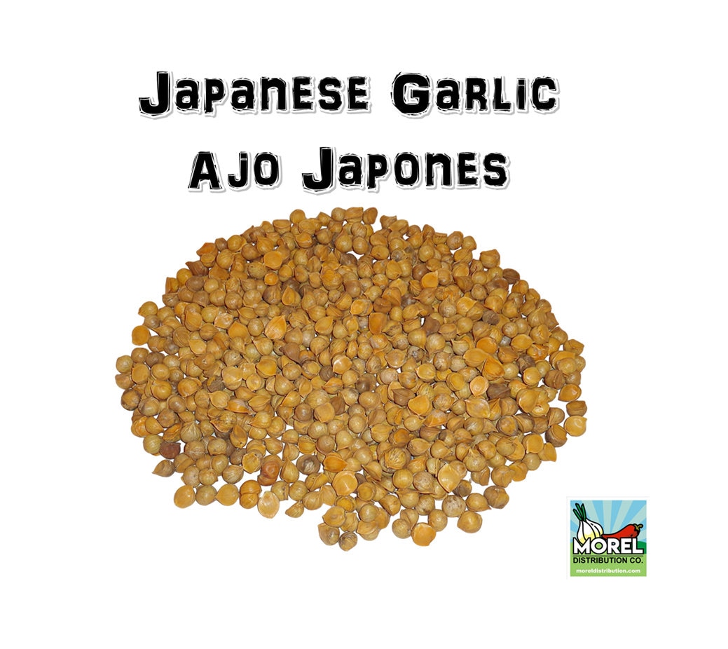 Japanese Garlic (Ajo Japones) 1 Lb, 2 Lbs, 5 Lbs, 10 Lbs, & 20 Lbs //100% Natural!//