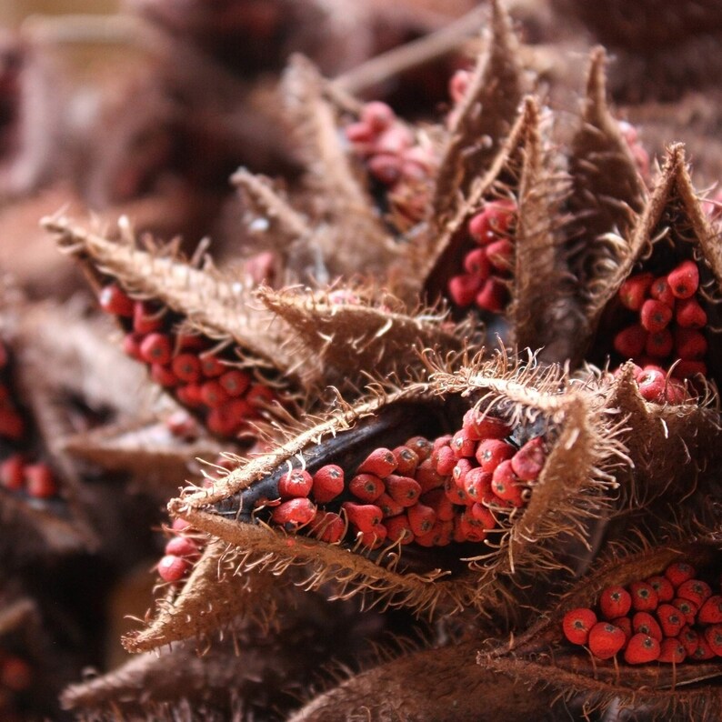 Whole Annatto Seeds, Semillas de Achiote, Bixa Orellana. 2 lbs, 5 lbs, and 10 lbs. image 4