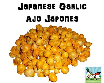 Japanese Garlic (Ajo Japones) Count per bag= 30-60-130-150-250-400 //100% Natural!//