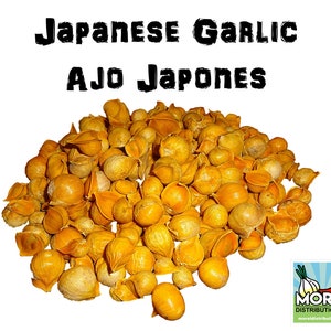 Japanese Garlic (Ajo Japones) Count per bag= 30-60-130-150-250-400 //100% Natural!//