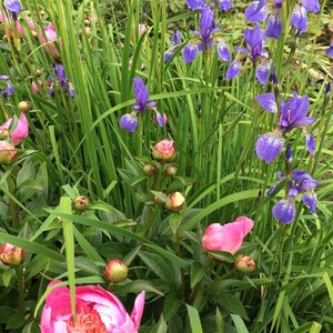 Pode incluir: Uma vibrante cena de jardim com uma mistura de &iacute;ris roxas e pe&oacute;nias cor-de-rosa em v&aacute;rios est&aacute;gios de flora&ccedil;&atilde;o. As &iacute;ris t&ecirc;m delicadas marcas brancas nas suas p&eacute;talas, enquanto as pe&oacute;nias exibem p&eacute;talas exuberantes e em camadas. A folhagem verde fornece um fundo natural.