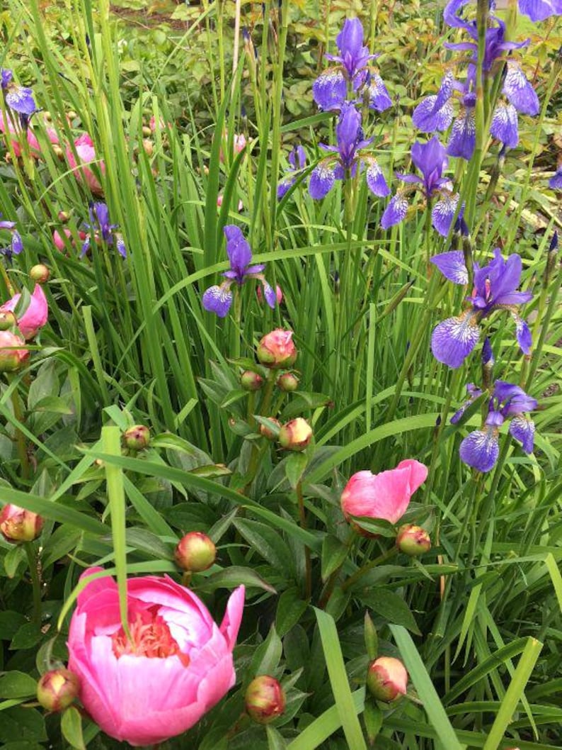 Pode incluir: Uma vibrante cena de jardim com uma mistura de &iacute;ris roxas e pe&oacute;nias cor-de-rosa em v&aacute;rios est&aacute;gios de flora&ccedil;&atilde;o. As &iacute;ris t&ecirc;m delicadas marcas brancas nas suas p&eacute;talas, enquanto as pe&oacute;nias exibem p&eacute;talas exuberantes e em camadas. A folhagem verde fornece um fundo natural.